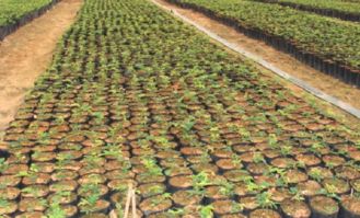 黄花梨树苗价格解析与种植指南