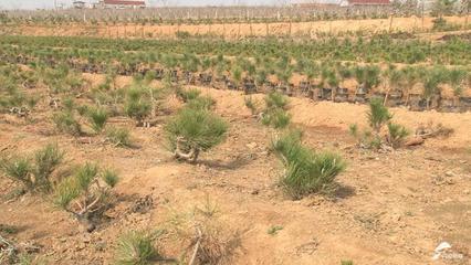 小盆景成了“聚宝盆”！黑松育苗第一村迎发展新动力