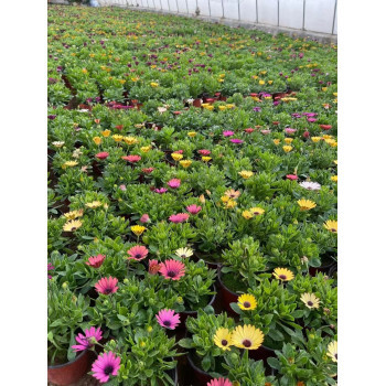 南非万寿菊种植基地 花卉种植的艺术与科学