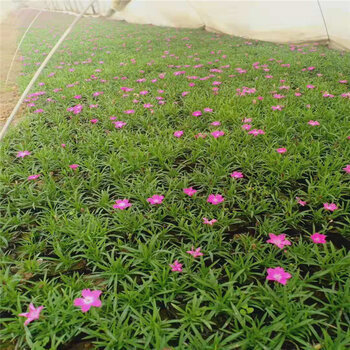 欧石竹栽植方法 打造花园中的亮丽风景