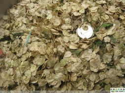 全球最大的网上中药材市场与苗木种植的前景与挑战