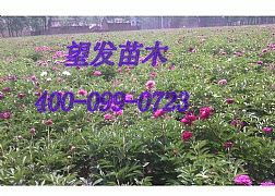 菏泽芍药批发价格与可靠生产商——菏泽市望发苗木种植专业合作社
