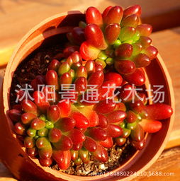 沭阳景通花木场 专注苗木种植，打造绿色生态产业