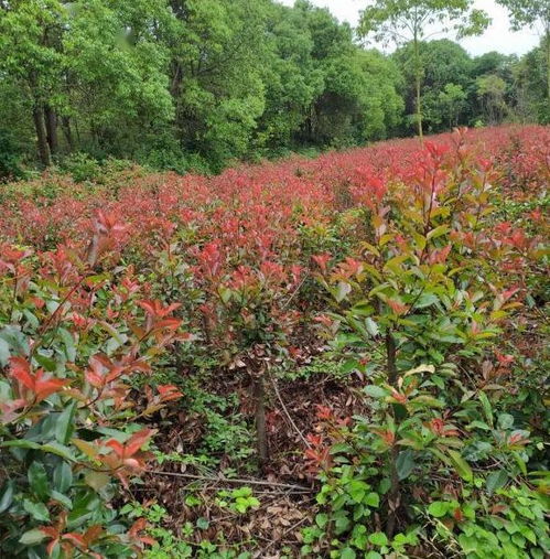 政企联动破困局 精准把脉助苗木产销