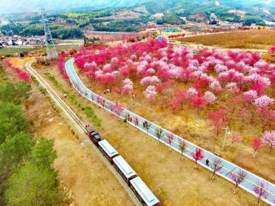 福建十大浪漫樱花打卡地及苗木种植指南