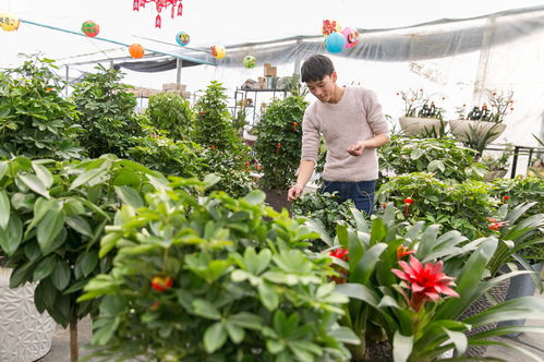 下半年苗木种植 把握商机，实现收入新突破