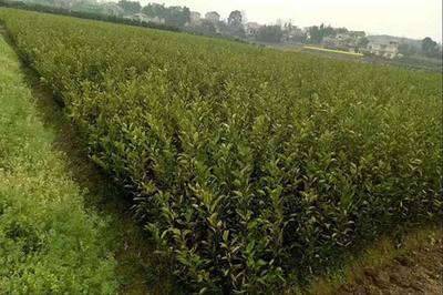 池州乌玖种植方法与苗木批发指南