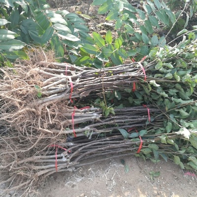 苗木种植 从基础到实践