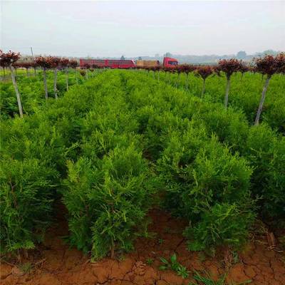 周至侧柏基地 专注耐寒耐旱侧柏与花卉种植的绿化苗木基地