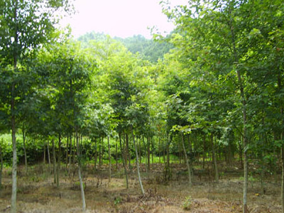 浙江杭州枫香 建德市莲花长青苗木场的种植与鉴赏