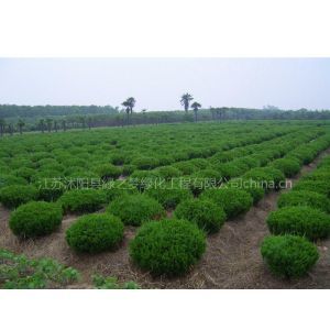 绿化苗木与花木种植供应指南