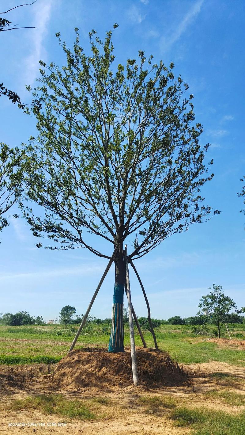 定远县袁政苗木种植园 单杆朴树与花卉种植的艺术