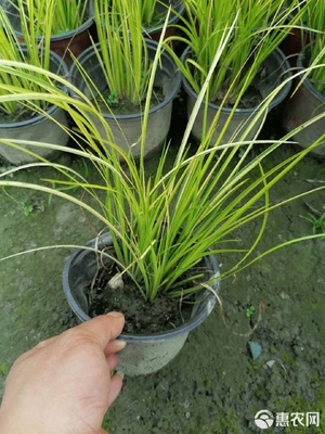 金叶石菖蒲杯苗 优质地被草蒲苇种植基地直销