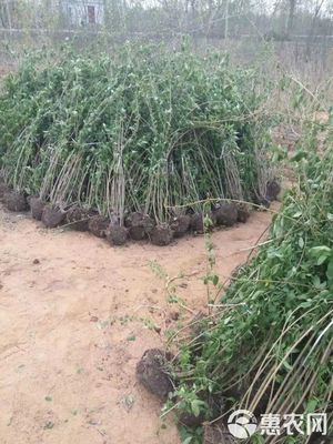 沭阳大型地被苗木连翘苗种植基地 优质苗木价格优惠，助力绿化工程