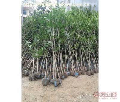 咸宁万桂桂花苗木种植专业合作社 1-6公分桂花苗木供应与价格指南
