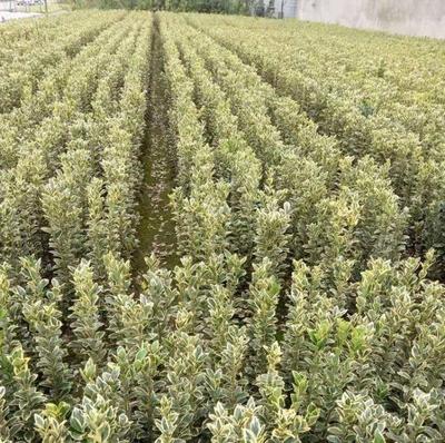 金边大叶黄杨 产地货源与苗木种植全解析