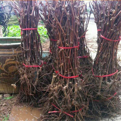 金手指葡萄种植技术与市场价格分析