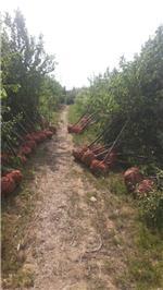 河东区东鹏苗木花卉种植专业合作社主营产品介绍