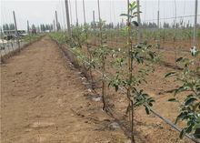 果树密植条件下的整形修剪趋势与特点及其在花卉种植中的应用