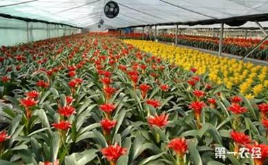 我国花卉苗木产业 全球最大的生产中心