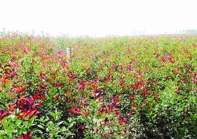 广州花卉苗木种植基地 绿意盎然的产业明珠