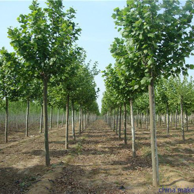 济宁市任城区鸿森苗木种植基地 高品质速生法桐行情与细节展示