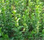 优质卫矛首选 青州森源花卉苗木种植基地详解