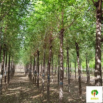 8公分榆树价格分析与种植指南