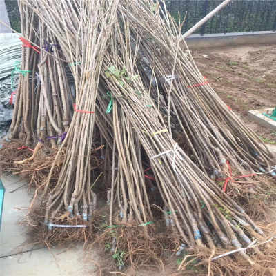新疆阿勒泰地区供应优质矮化樱桃苗与五年先锋樱桃苗，助力花卉种植产业发展