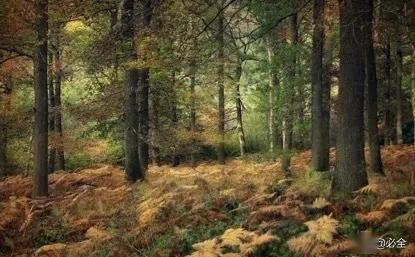 三步教你种植出标准的精品苗木