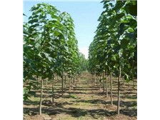 淮阳县理想苗木种植基地——优质苗木产品展示