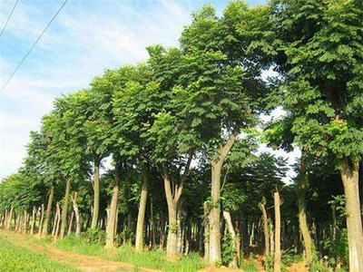 2020年绿化苗木种植前景分析 苗木产业的新机遇与挑战