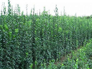 成活率高的绿化草花批发与种植指南