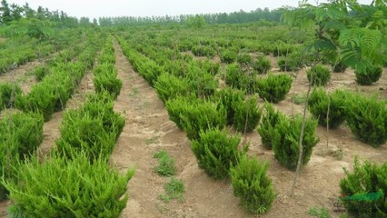 沭阳县鸿润园林绿化苗木场 花卉种植的专业之道