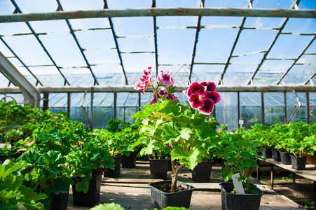 温室花棚苗木种植的优势与管理要点