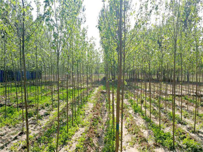 秋火焰红枫与富丽银杏苗木 园林景观中的绝美组合