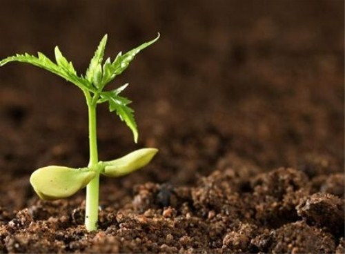 绿化苗木移栽中的运输与栽植技术