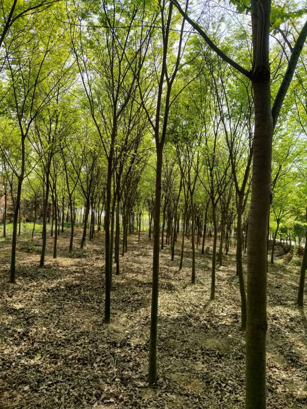 榉树产地与价格指南 花卉种植者的全面参考