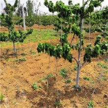 矮化大樱桃树苗种植技术与市场解析 以泰安开发区正一园艺场为例
