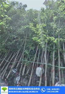 邳州石博苗木种植基地 优质实生银杏树与花卉种植一站式供应