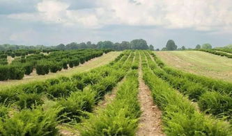 个体小型苗木种植户和苗圃提升利润空间的七大策略