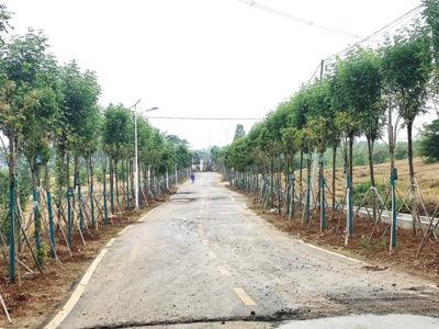 市林业调查规划设计院圆满完成森林乡村检查验收与花卉种植推广工作