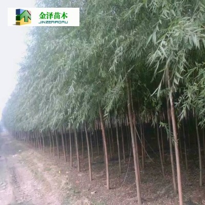 垂柳 绿化苗木中的优雅选择