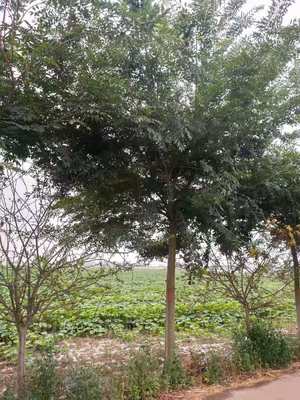 榉树基地的花卉种植 生态与经济的完美结合